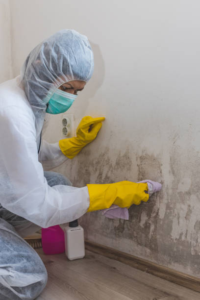 Best Attic Mold Removal  in West Columbia, SC