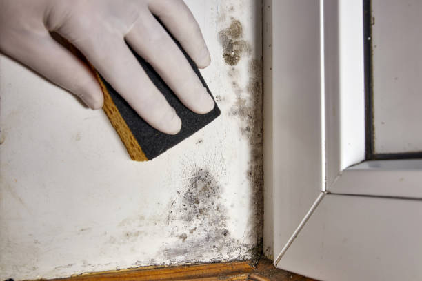 Best Mold-Related Health Consultation  in West Columbia, SC